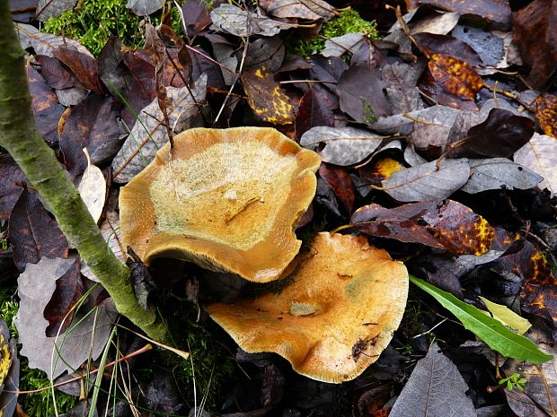 rýdzik pravý Lactarius deliciosus (L.) Gray