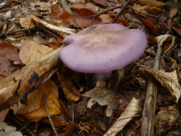 pôvabnica fialová Lepista nuda (Bull.) Cooke