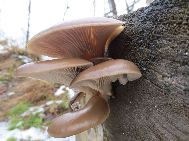 hliva ustricovitá Pleurotus ostreatus (Jacq.) P. Kumm.