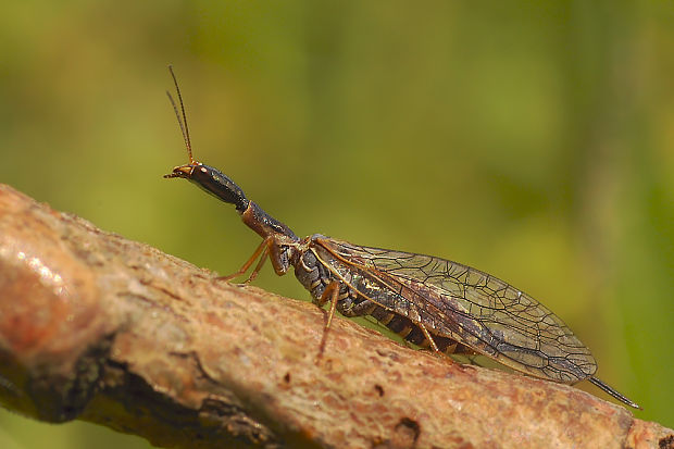 dlhokrčka Raphidiidae sp.