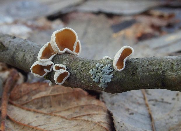 škľabka plstnatá Schizophyllum amplum (Lév.) Nakasone