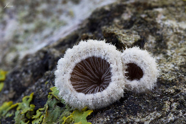 klanolupeňovka obyčajná Schizophyllum commune Fr.