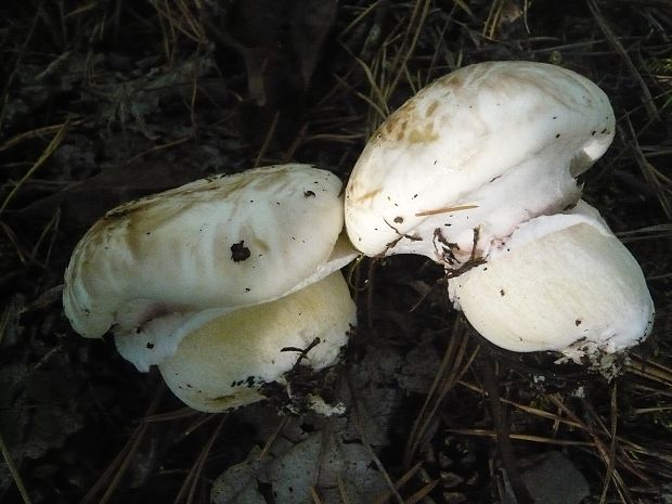 masliak obyčajný biely Suillus luteus f. albus Wasser & Soldatova