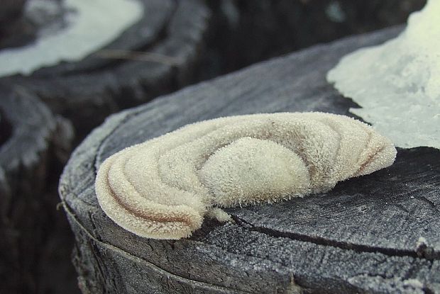 trúdnikovec chlpatý Trametes hirsuta (Wulfen) Lloyd