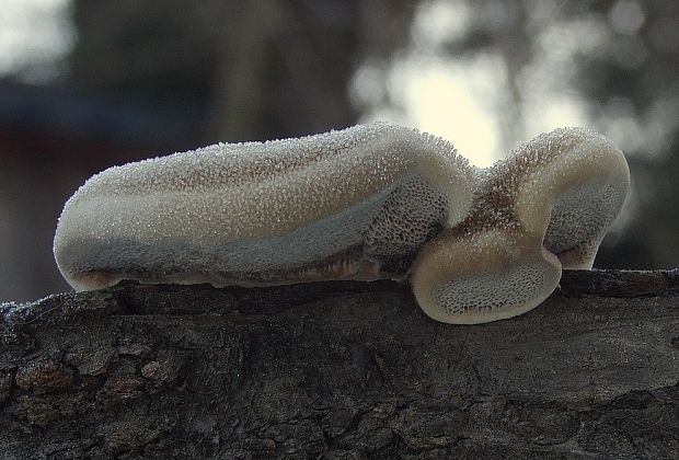 trúdnikovec chlpatý Trametes hirsuta (Wulfen) Lloyd