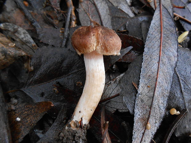 čírovka topoľová Tricholoma populinum J.E. Lange