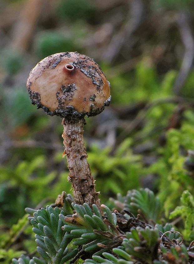 stopkovec zimný Tulostoma brumale Pers.