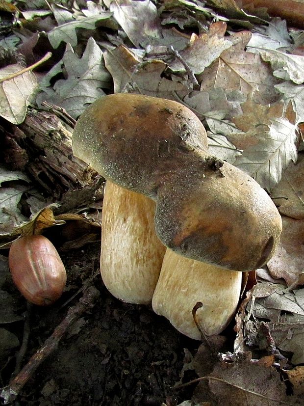 hríb bronzový Boletus aereus Bull. ex Fr.