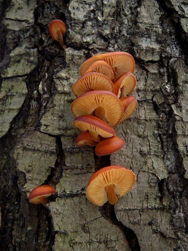 plamienka Flammulina sp.