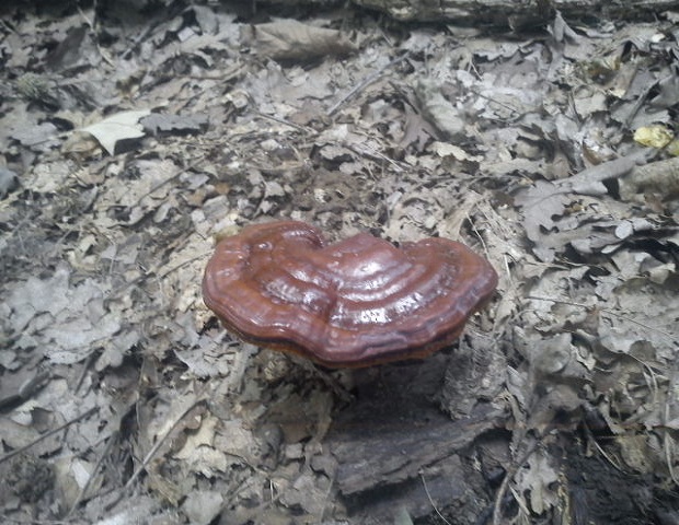 lesklokôrovka obyčajná Ganoderma lucidum (Curtis) P. Karst.