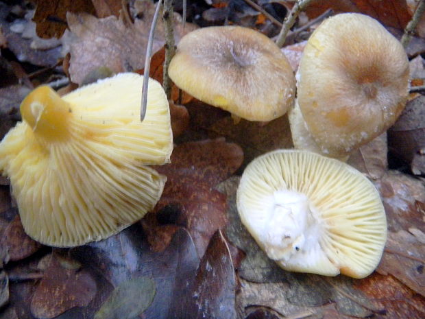 šťavnačka mrazová Hygrophorus hypothejus (Fr.) Fr.