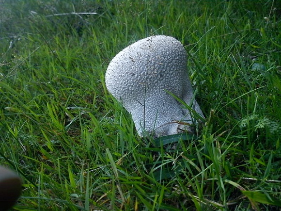 rozpadavec dlabaný Lycoperdon utriforme Bull.