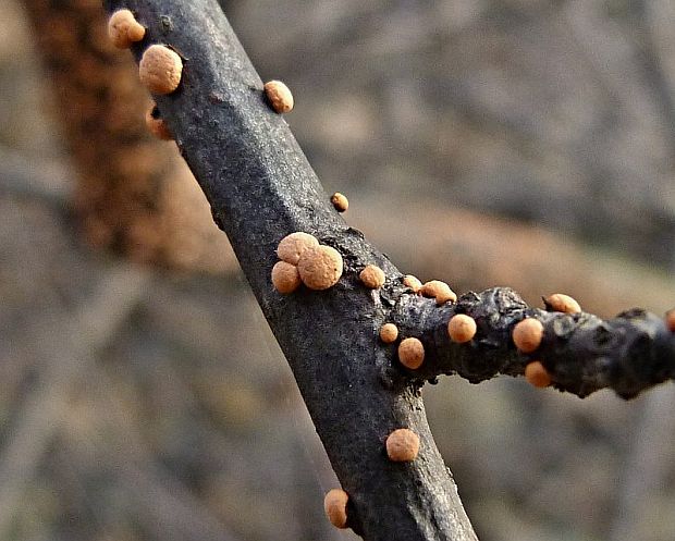 hlivka červená Nectria cinnabarina (Tode) Fr.