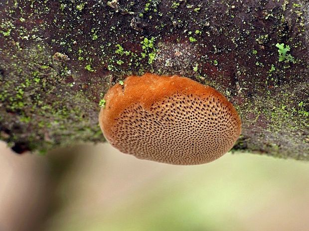 ohňovec slivkový Phellinus pomaceus (Pers.) Maire