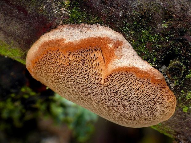 ohňovec slivkový Phellinus pomaceus (Pers.) Maire