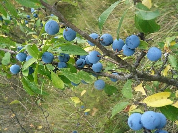 trnka obyčajná Prunus spinosa L.