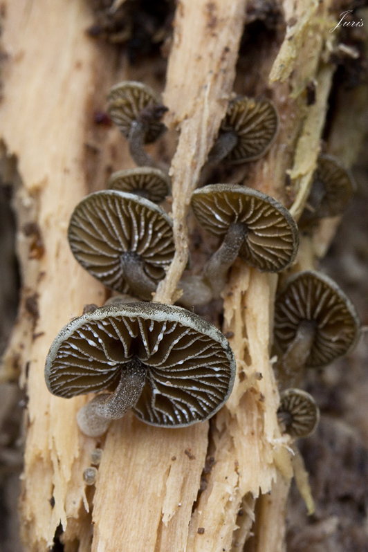 smeťovička zelenkastohnedá Simocybe haustellaris (Fr.) Watling