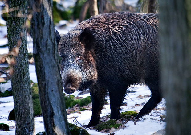 diviak lesný Sus scrofa