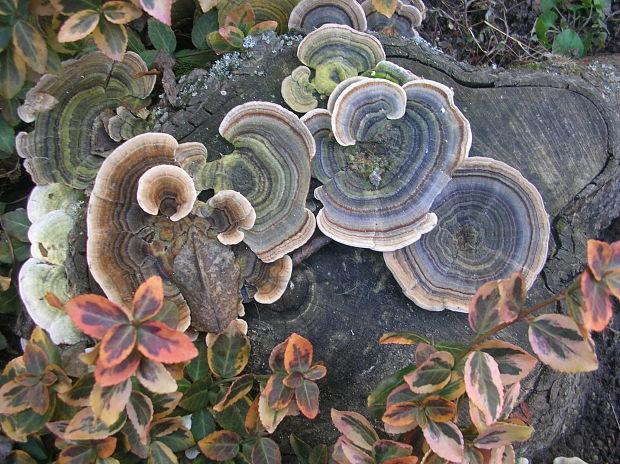 trúdnikovec pestrý Trametes versicolor (L.) Lloyd