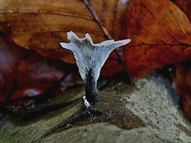 drevnatec parohatý Xylaria hypoxylon (L.) Grev.