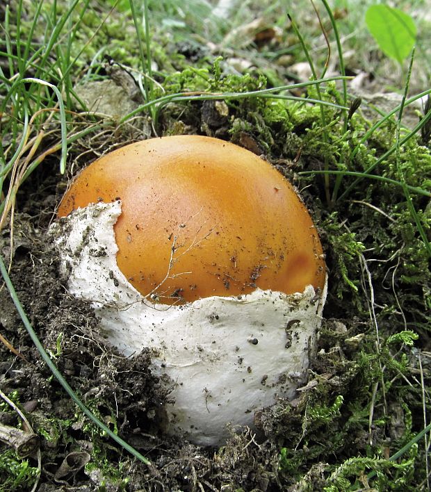 muchotrávka cisárska Amanita caesarea (Scop.) Pers.