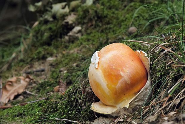 muchotrávka cisárska Amanita caesarea (Scop.) Pers.