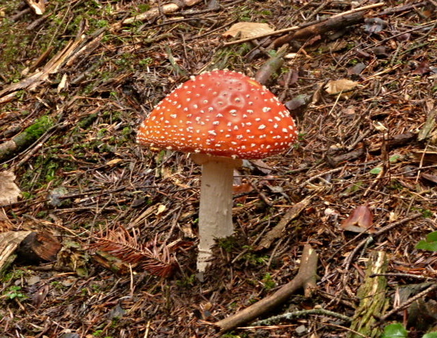 muchotrávka červená Amanita muscaria (L.) Lam.