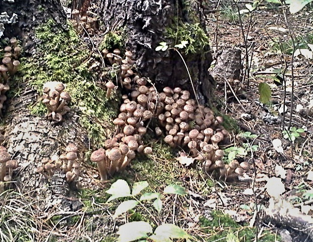 podpňovka tmavá Armillaria ostoyae (Romagn.) Herink