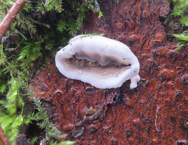 sivopórovka tmavá Bjerkandera adusta (Willd.) P. Karst.