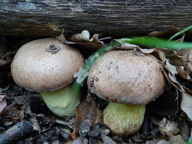 hríb príveskatý Butyriboletus appendiculatus (Schaeff. ex Fr.) Secr.