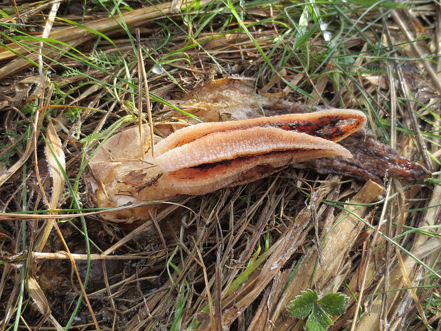 mrežovka kvetovitá Clathrus archeri (Berk.) Dring