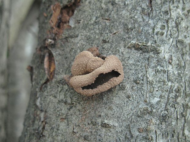 dutinovka otrubnatá Encoelia furfuracea (Roth) P. Karst.