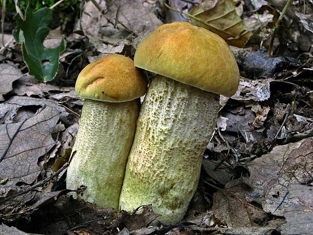 kozák žltopórový Leccinellum crocipodium (Letell.) Della Maggiora & Trassinelli