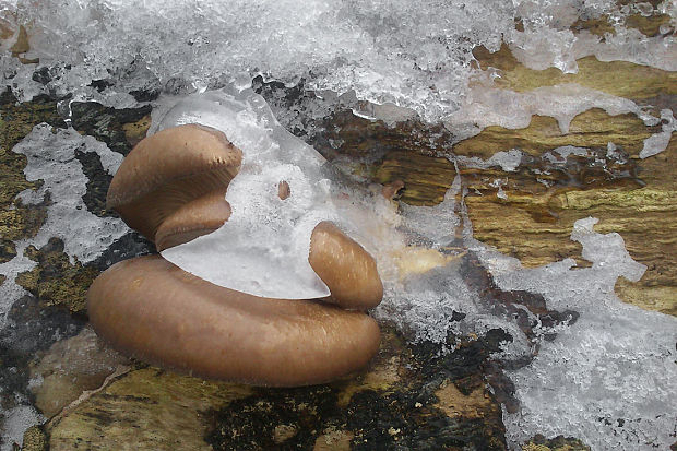 hliva ustricovitá Pleurotus ostreatus (Jacq.) P. Kumm.