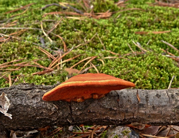 červenica rumelková Pycnoporus cinnabarinus (Jacq.) P. Karst.