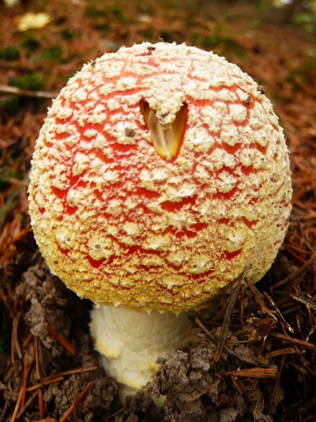 muchotrávka červená Amanita muscaria (L.) Lam.