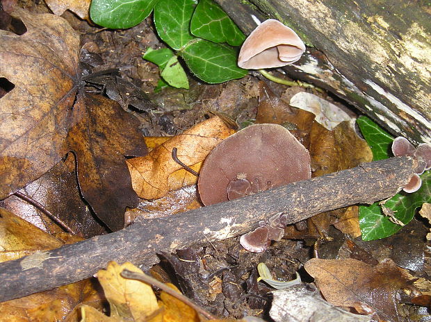 uchovec bazový Auricularia auricula-judae (Bull.) Quél.