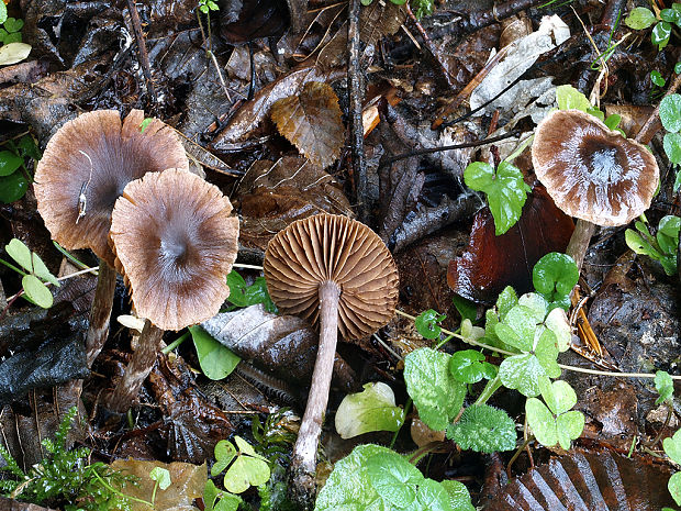 pavučinovec Kazimírov Cortinarius casimiri (Velen.) Huijsman