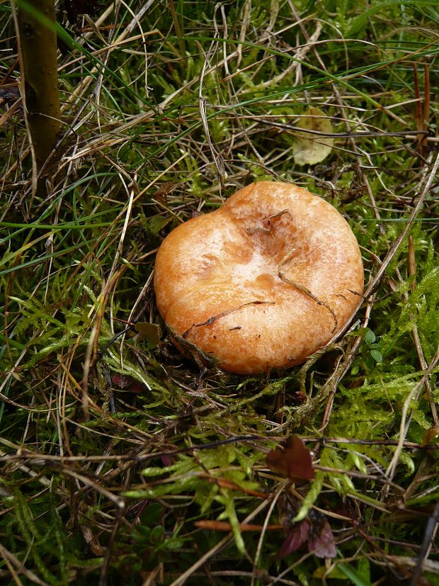 rýdzik pravý Lactarius deliciosus (L.) Gray