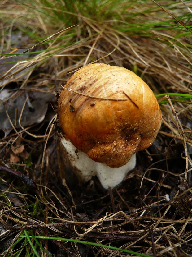 kozák osikový Leccinum albostipitatum den Bakker & Noordel.