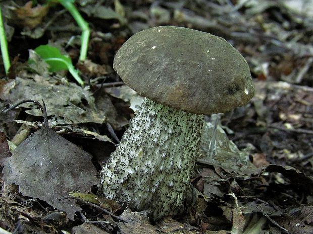 kozák Leccinum sp.