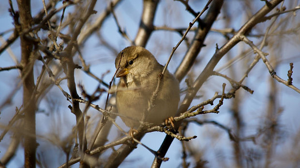 vrabec domový Passer domesticus