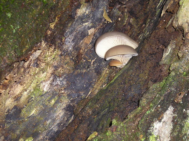 hliva ustricovitá Pleurotus ostreatus (Jacq.) P. Kumm.