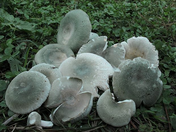 plávka zelenkastá úlovok Russula virescens (Schaeff.) Fr.