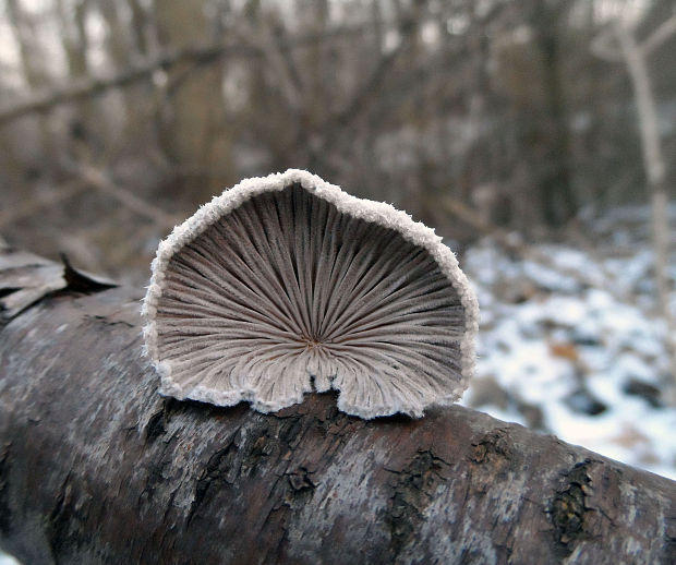 klanolupeňovka obyčajná Schizophyllum commune Fr.