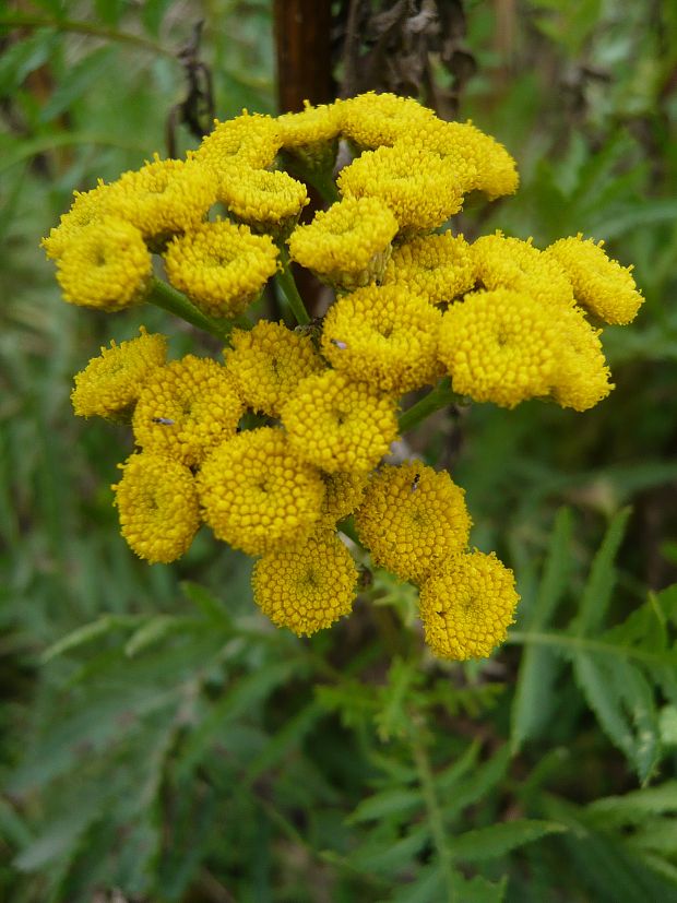 vratič obyčajný Tanacetum vulgare L.