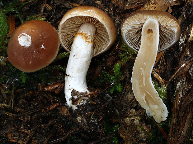 pavučinovec nahorklý Cortinarius pluvius (Fr.) Fr.