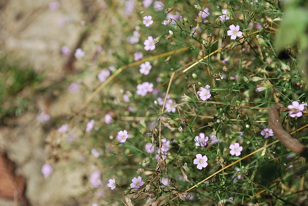 gypsomilka múrová Gypsophila muralis