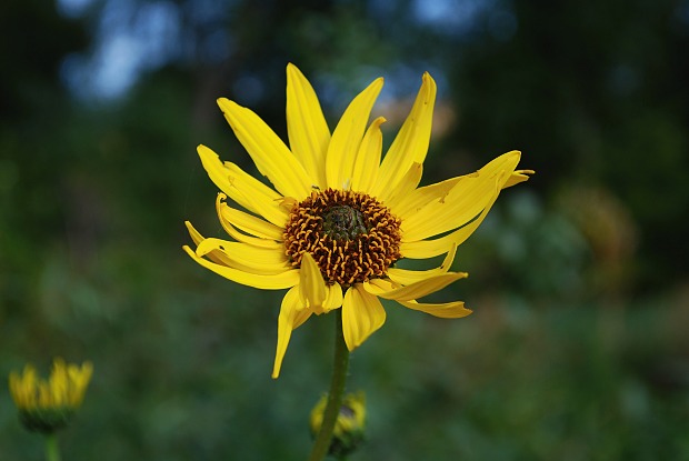 Helianthus sp.