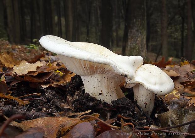 šťavnačka buková Hygrophorus penarius Fr.